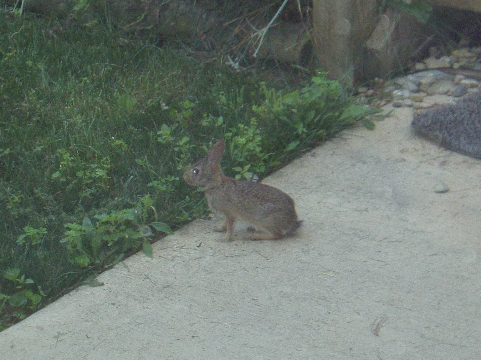 [rabbit+in+backyard.jpg]