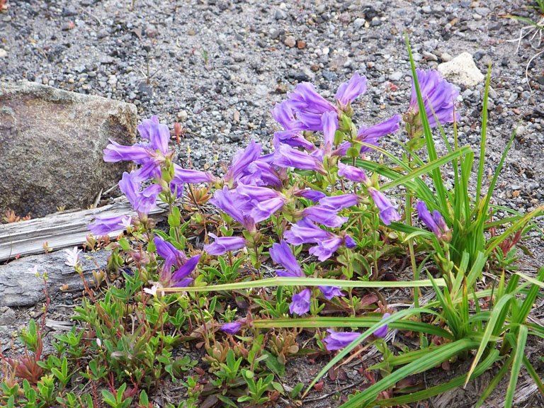 [Purple+St+Helens+Flowers.jpg]