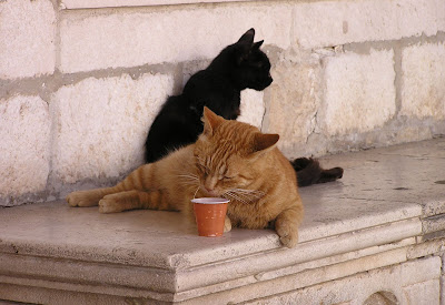 cats in dubrovnik, croatia