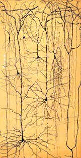 [neurona+cajal+1899.jpg]