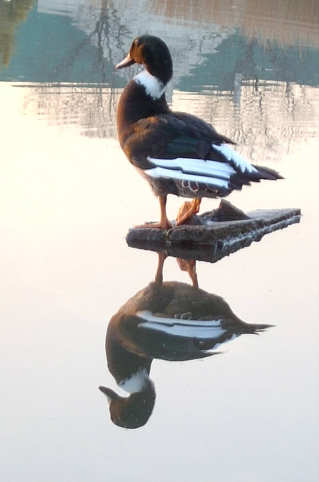 [duck+reflection.jpg]