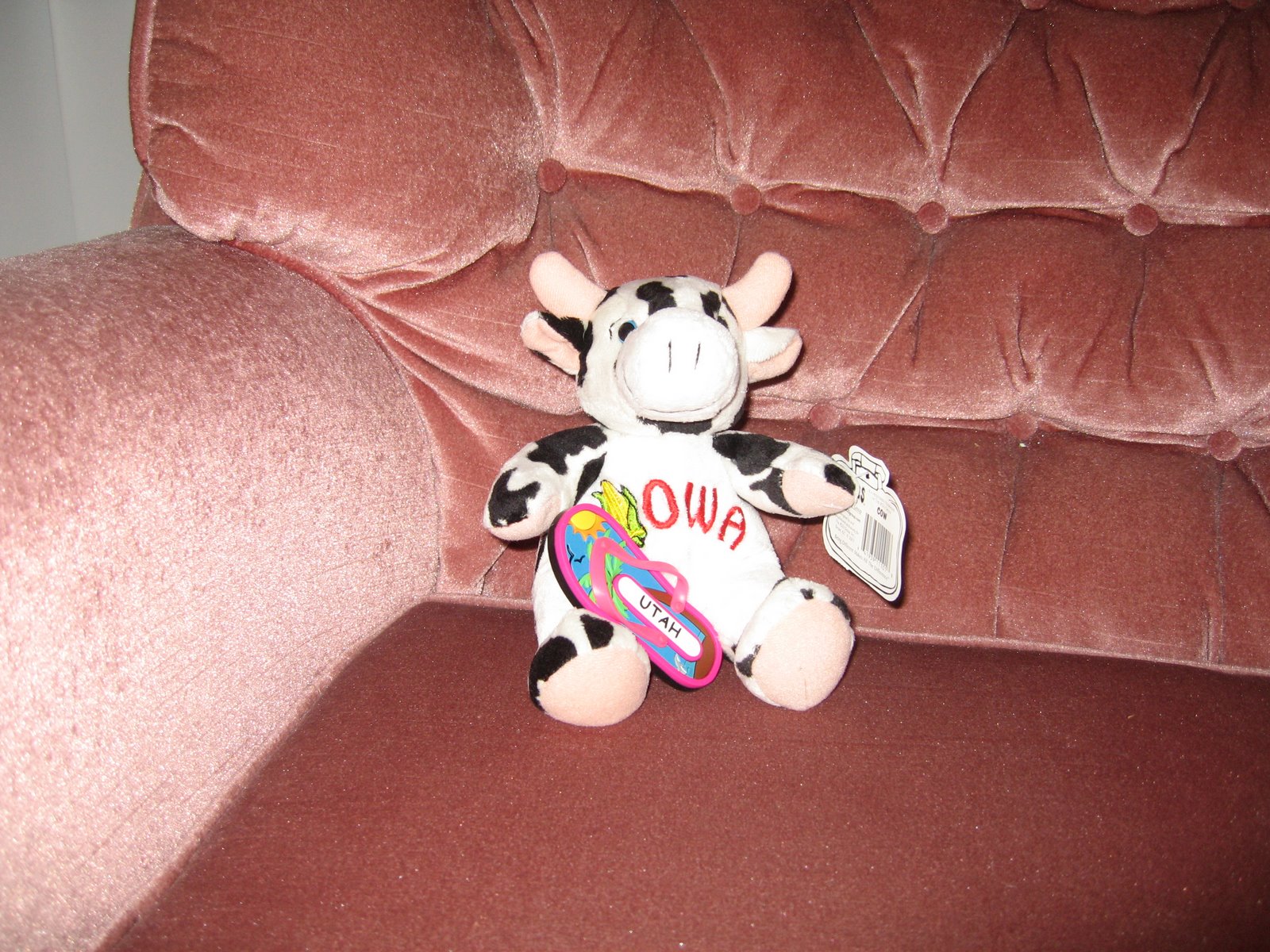 [Cow+002.jpg]