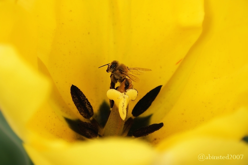 [tulip-yellow-bee.jpg]