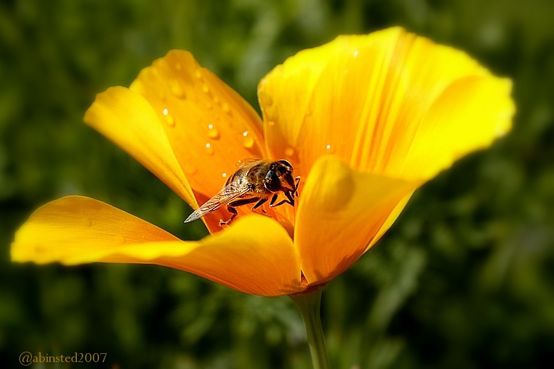 [bee-califpoppy2.jpg]
