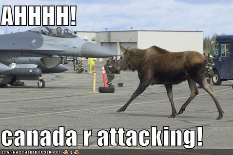 [funny-pictures-moose-jet-planes.jpg]