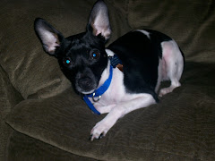 Cagle, the best Rat Terrier in the world.