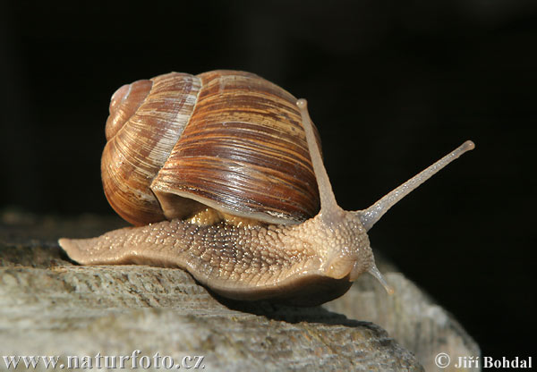 [roman-snail-21973.jpg]
