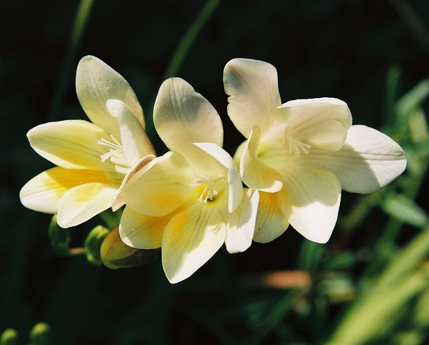 [orquídeas.jpg]