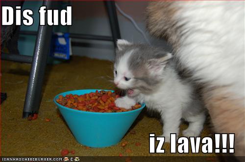 [funny-pictures-kitten-food-is-lava.jpg]
