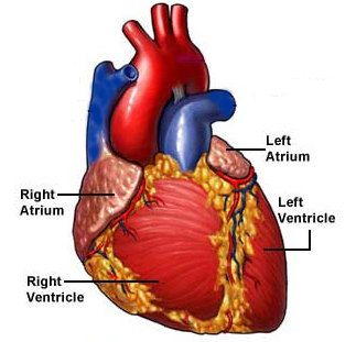 [heart_anatomy.png]