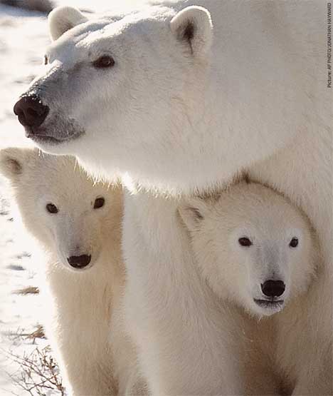 [polar+bears.jpg]