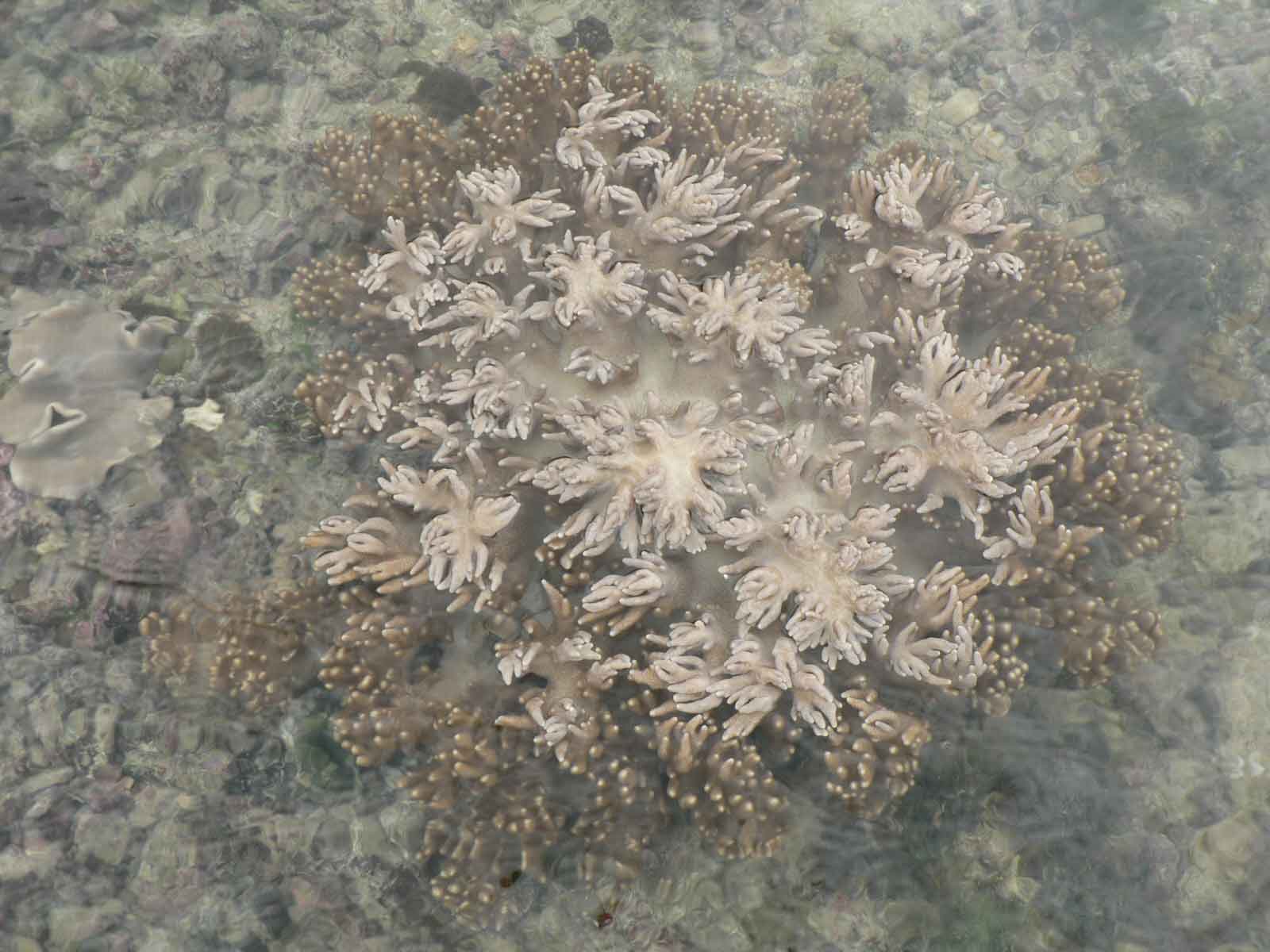 [coral2_Layer+1.jpg]