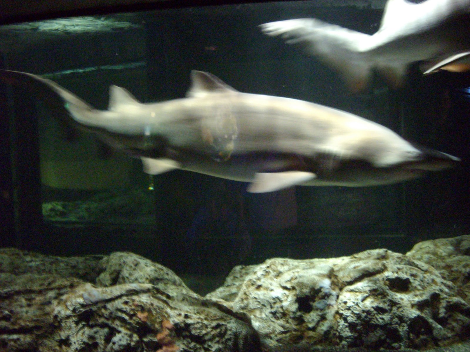 [Sharks+at+National+Aquarium.jpg]