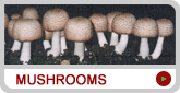 [extra_mushrooms.gif]