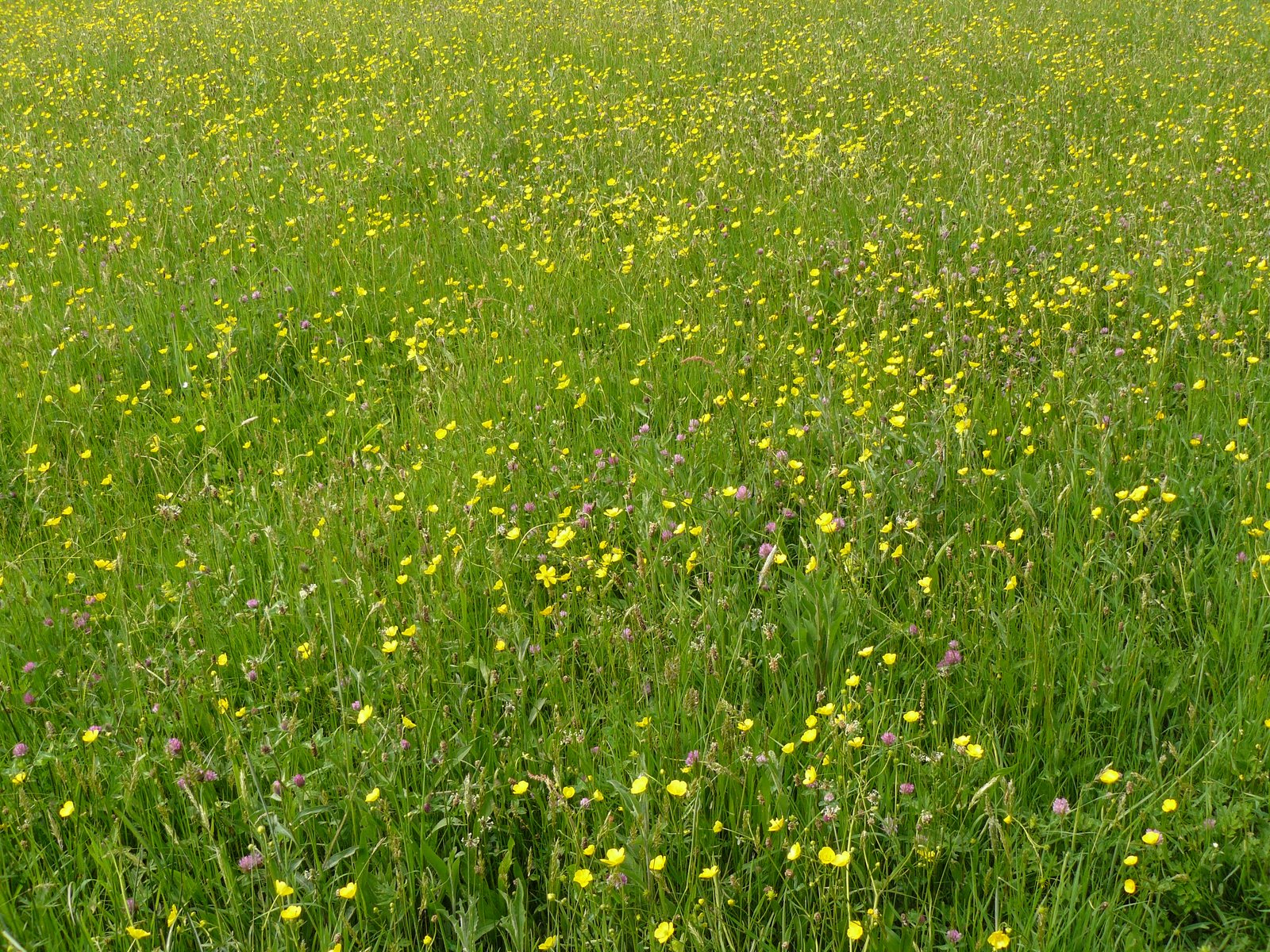 [Ashford+Hill+Meadows+flowers.jpg]