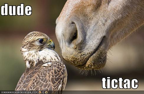 [funny-pictures-bird-wants-tic-tac.jpg]