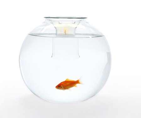 [web-fishbowl-under-candle-light.jpg]