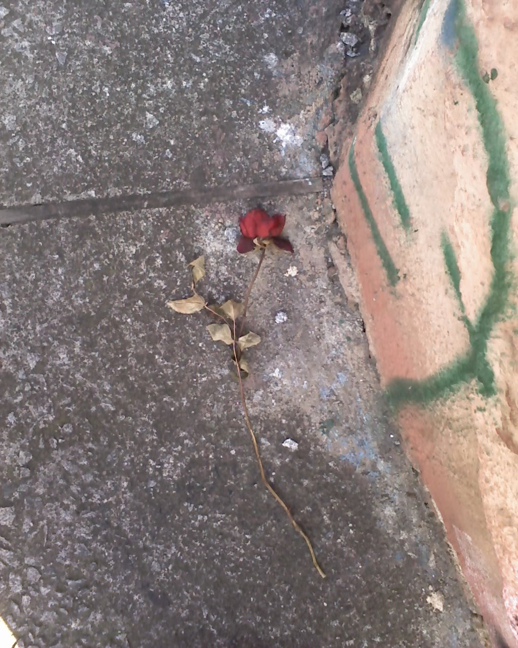 A rosa e o asfalto