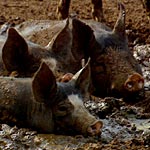 [pigs+in+mud.jpg]