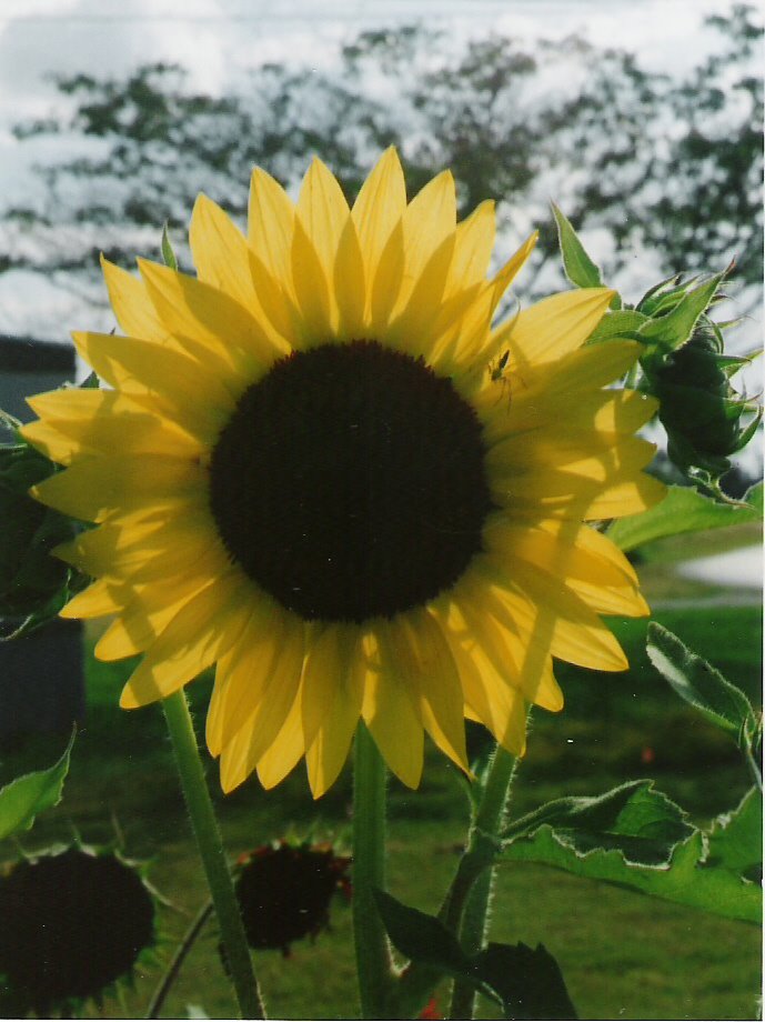 [big+yellow+sunflower.jpg]