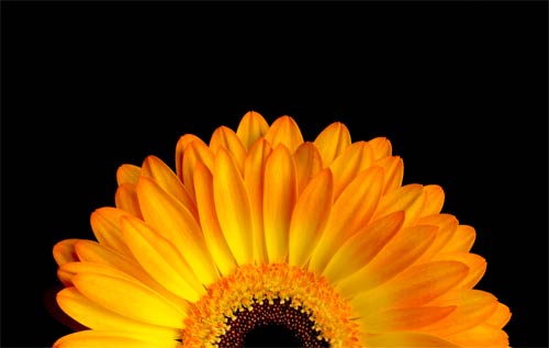 [sunrise-sunflower.jpg]