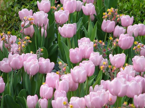 [tulips_echevaria.jpg]