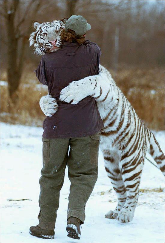 [albino+tiger+hug.jpg]