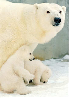 polar bear gestation