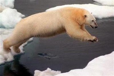 polar bear crossing