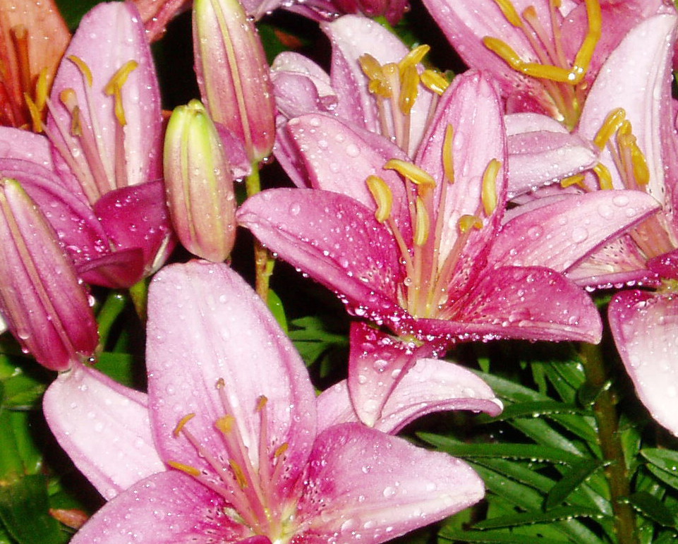 [wet+pink+lilies.jpg]