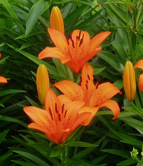 [3+orange+lily.jpg]