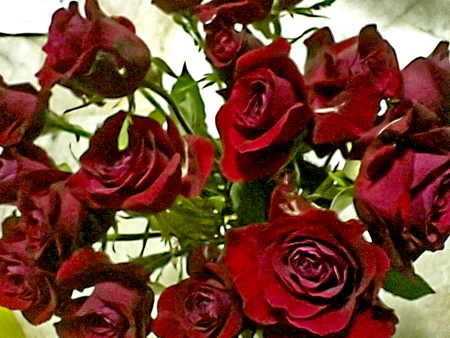 [roses.jpg]