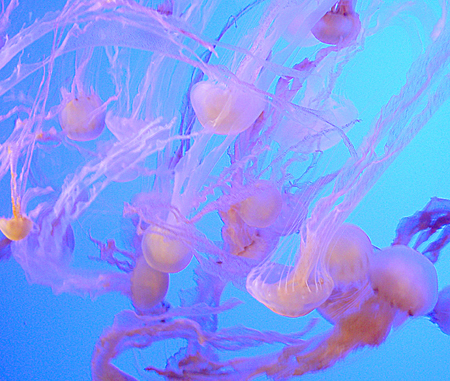 [jelly+fishes.jpg]