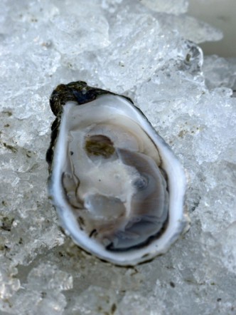 [oyster.jpg]