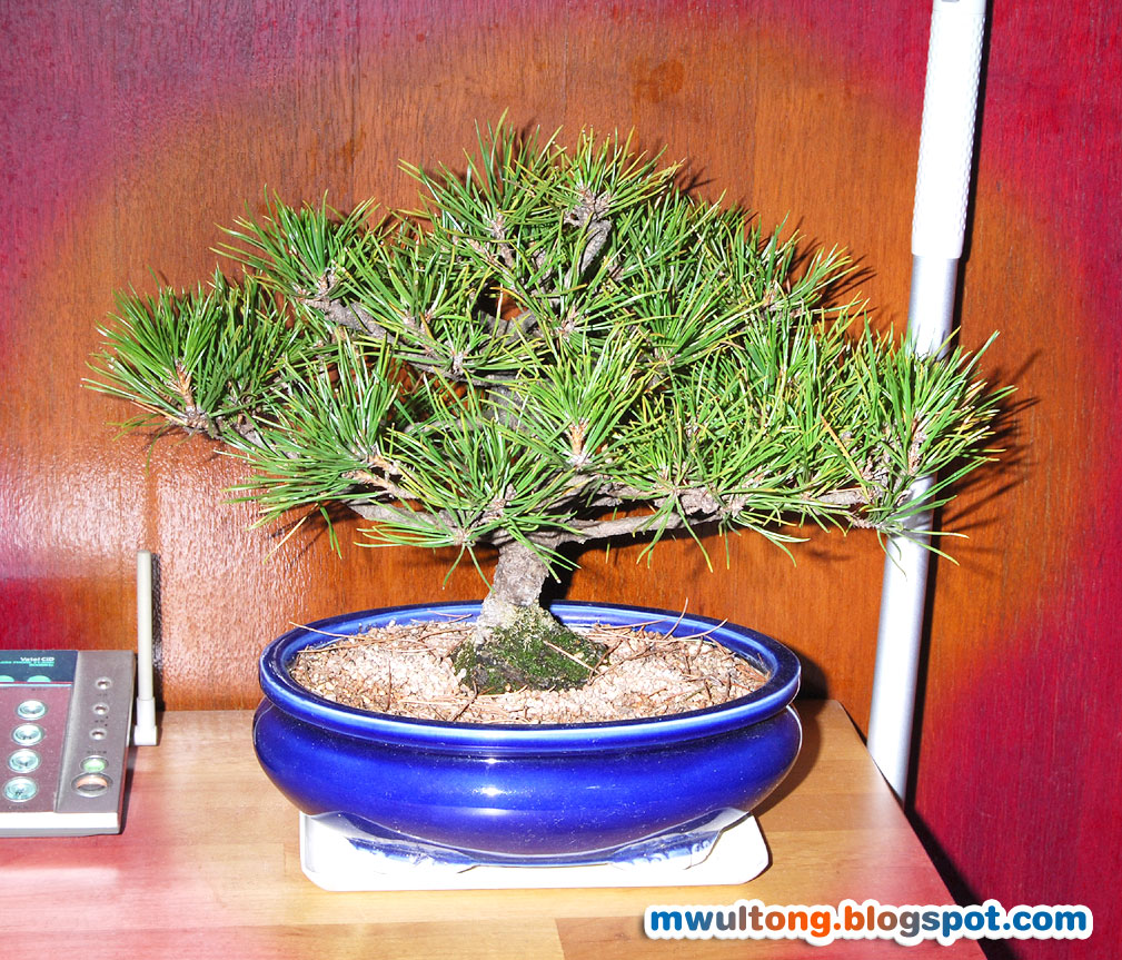 [bonsai_pine_tree_2008.jpg]