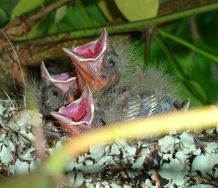 [We+went+back+to+this+nest+today+and+saw+the+chicks!.JPG]