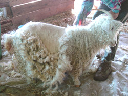 [First-goat-to-be-sheared.jpg]