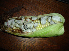 [Indian+corn+attacked+by+Charbon.jpg]