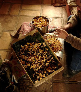 Cleaning Spring Chanterelles or Girolles