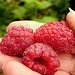 [Raspberries+avatar.jpg]