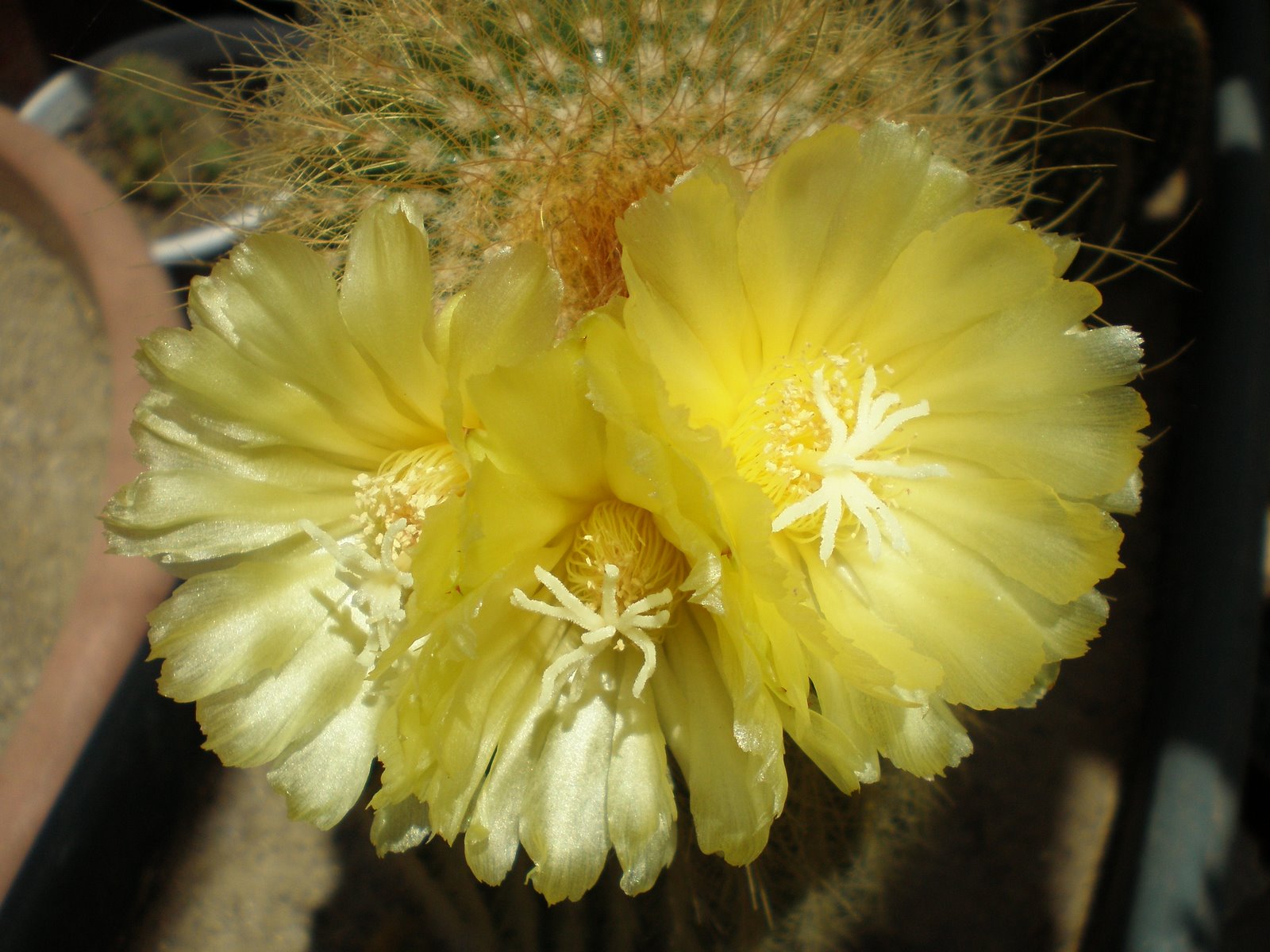 [Notocactus+leninghausii.(flores).JPG]