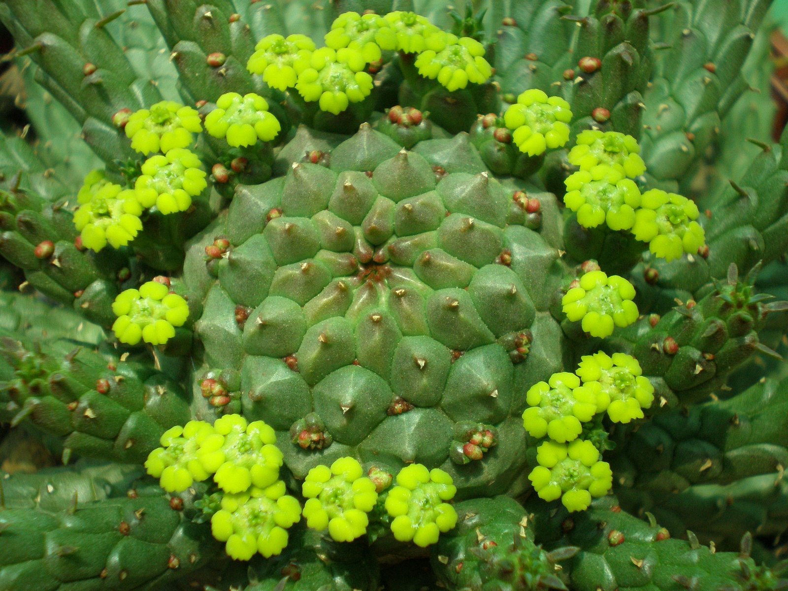 [Euphorbia+woodii+(2).JPG]