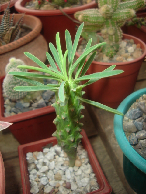 [Euphorbia+clandestina+(1).JPG]