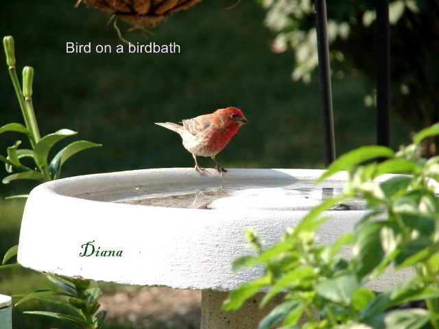 [birdbath.jpg]
