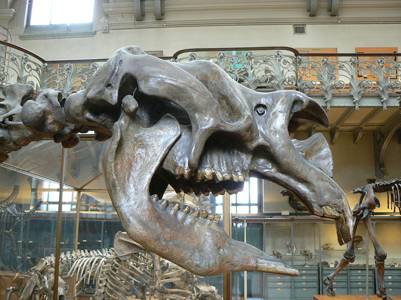 [800px-Diprotodon_australis_skull[1].jpg]