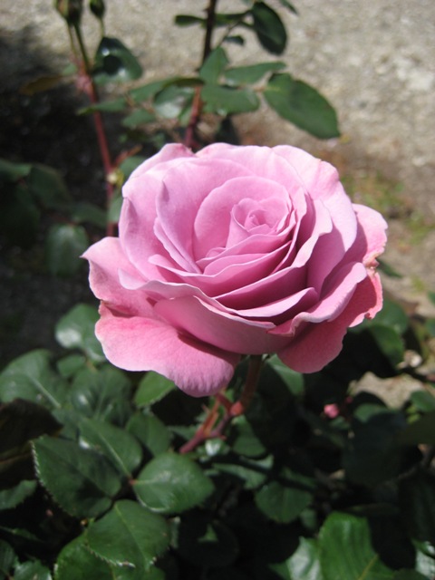 [rose3.jpg]