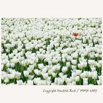 [Holanda+tulipanes+blancos.jpg]