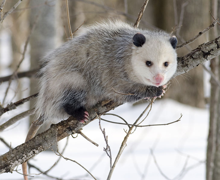 [730px-Opossum_2.jpg]