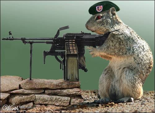 [squirrel-with-machine-gun.jpg]