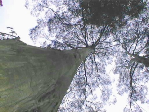 [Eucalyptus+regnans.jpeg]